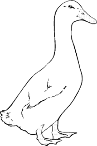 SAA0034