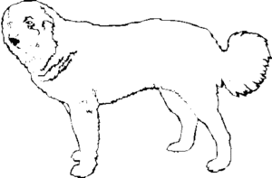 SAA0215-1