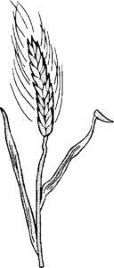 SAA0550