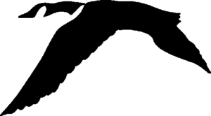 SAA2063